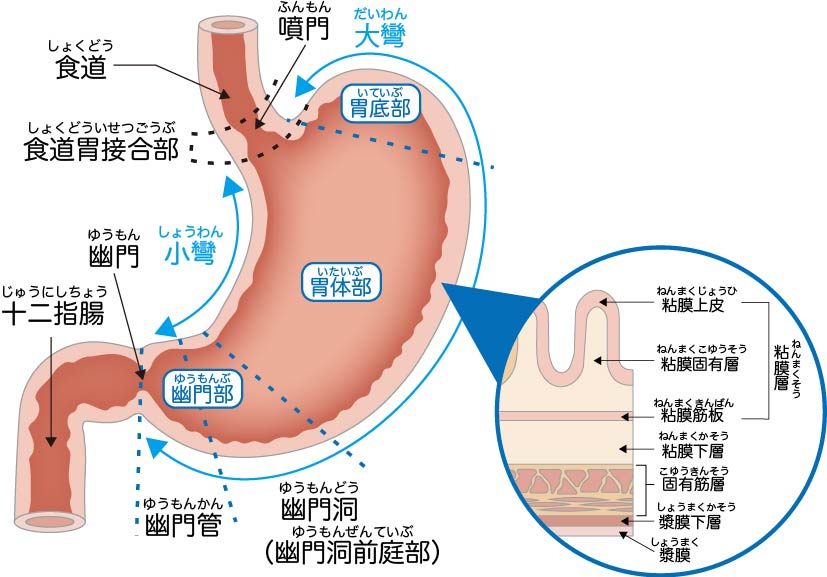 胃がん　胃　ヘリコバクターピロリ　ピロリ菌　喫煙　病気　バイオディコーディング　スピリチュアル　感情　ホリスティック　ホリスティックウェルビーイング　ホリスティックヘルス　ホリスティックセルフケア　ペンデュラム