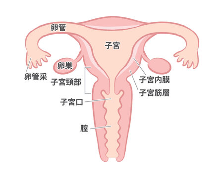 子宮頸がん　子宮体がん　子宮肉腫　卵巣がん　卵管がん　膣がん　外陰がん　病気　バイオディコーディング　スピリチュアル　感情　ホリスティック　ホリスティックウェルビーイング　ホリスティックヘルス　ホリスティックセルフケア　ペンデュラム