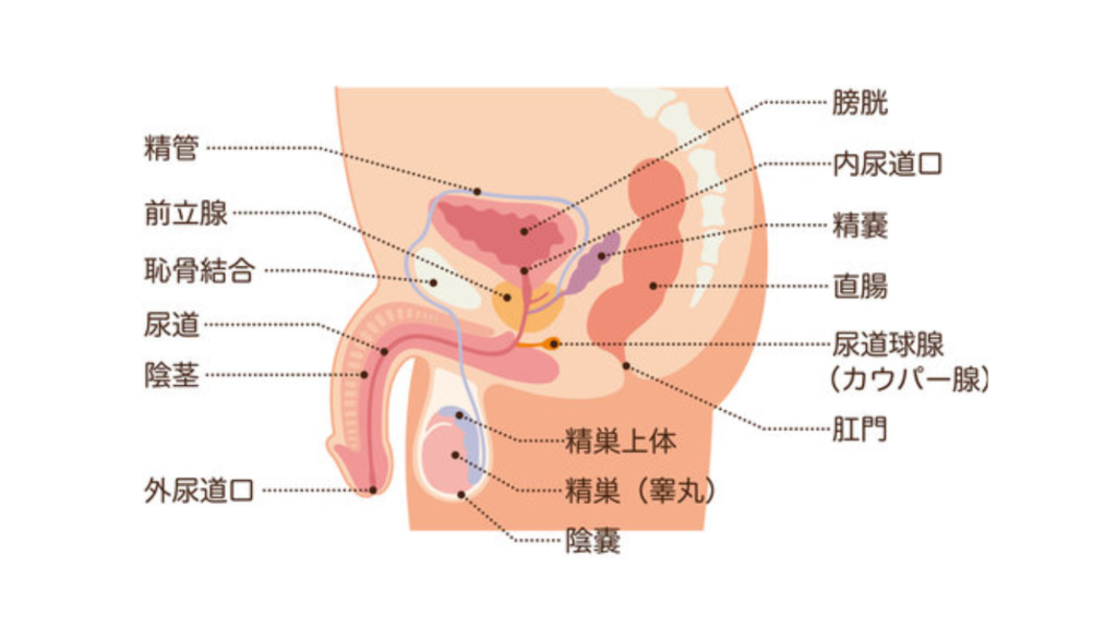 前立腺がん　前立腺　男性　癌　がん　病気　バイオディコーディング　スピリチュアル　感情　ホリスティック　ホリスティックウェルビーイング　ホリスティックヘルス　ホリスティックセルフケア　ペンデュラム