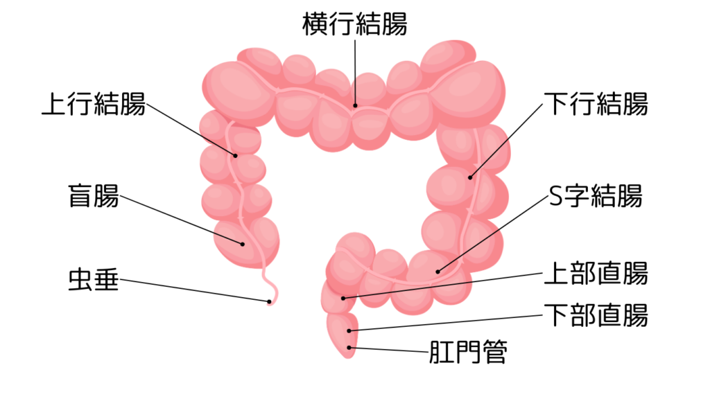 虫垂　盲腸　上行結腸　横行結腸　下行結腸　S字結腸　上部直腸　下部直腸　肛門菅　大腸がん　病気　バイオディコーディング　スピリチュアル　感情　ホリスティック　ホリスティックウェルビーイング　ホリスティックヘルス　ホリスティックセルフケア　ペンデュラム