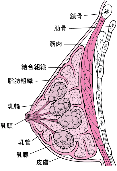 乳がん　乳房　皮膚　乳管　乳腺　病気　バイオディコーディング　スピリチュアル　感情　ホリスティック　ホリスティックウェルビーイング　ホリスティックヘルス　ホリスティックセルフケア　ペンデュラム