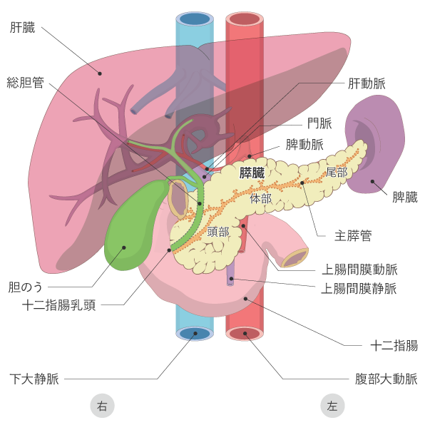 胆嚢　胆管　胆汁　膵臓がん　すい臓　インスリン　膵液　喫煙　病気　バイオディコーディング　スピリチュアル　感情　ホリスティック　ホリスティックウェルビーイング　ホリスティックヘルス　ホリスティックセルフケア　ペンデュラム