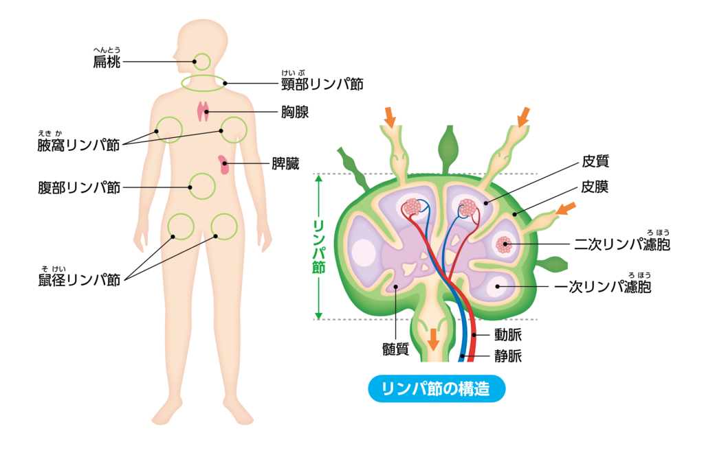 悪性リンパ腫　リンパ　白血球　赤血球　血小板　病気　バイオディコーディング　スピリチュアル　感情　ホリスティック　ホリスティックウェルビーイング　ホリスティックヘルス　ホリスティックセルフケア　ペンデュラム