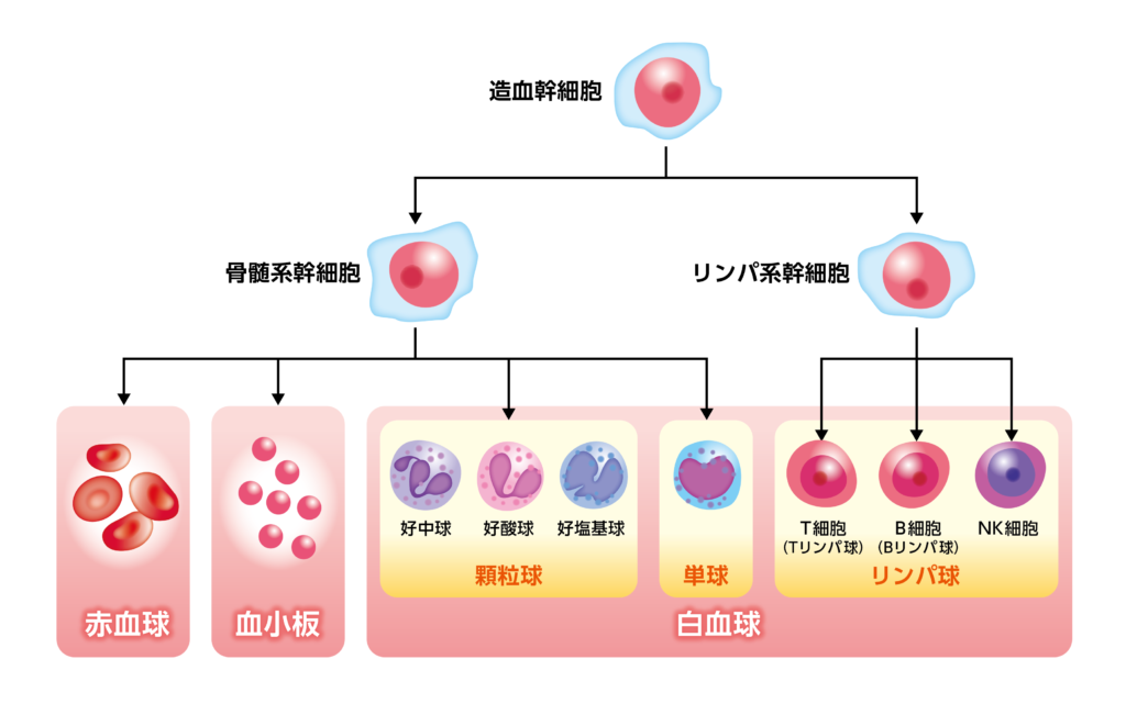 悪性リンパ腫　リンパ　白血球　赤血球　血小板　病気　バイオディコーディング　スピリチュアル　感情　ホリスティック　ホリスティックウェルビーイング　ホリスティックヘルス　ホリスティックセルフケア　ペンデュラム