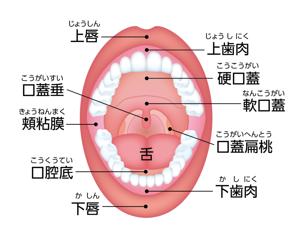 口腔がん　口　病気　バイオディコーディング　スピリチュアル　感情　ホリスティック　ホリスティックウェルビーイング　ホリスティックヘルス　ホリスティックセルフケア　ペンデュラム