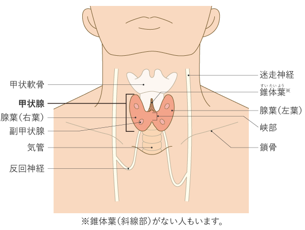 甲状腺がん　甲状腺　のど　のどぼとけ　病気　バゼドウ病　橋本甲状腺炎　バイオディコーディング　スピリチュアル　感情　ホリスティック　ホリスティックウェルビーイング　ホリスティックヘルス　ホリスティックセルフケア　ペンデュラム