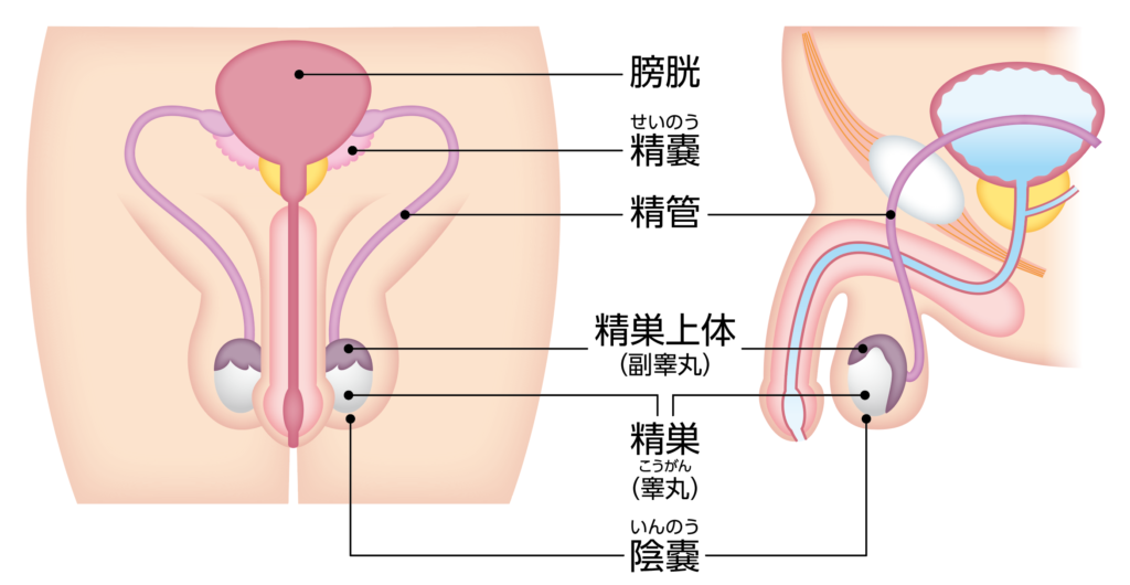 前立腺がん　前立腺　男性　精巣がん　精巣　癌　がん　病気　バイオディコーディング　スピリチュアル　感情　ホリスティック　ホリスティックウェルビーイング　ホリスティックヘルス　ホリスティックセルフケア　ペンデュラム