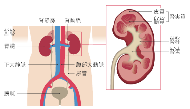 腎臓がん　腎臓　腎盂がん　腎細胞がん　尿管がん　病気　バイオディコーディング　スピリチュアル　感情　ホリスティック　ホリスティックウェルビーイング　ホリスティックヘルス　ホリスティックセルフケア　ペンデュラム