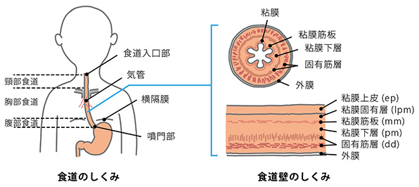 食道癌　食道がん　食道　病気　バイオディコーディング　スピリチュアル　感情　ホリスティック　ホリスティックウェルビーイング　ホリスティックヘルス　ホリスティックセルフケア　ペンデュラム