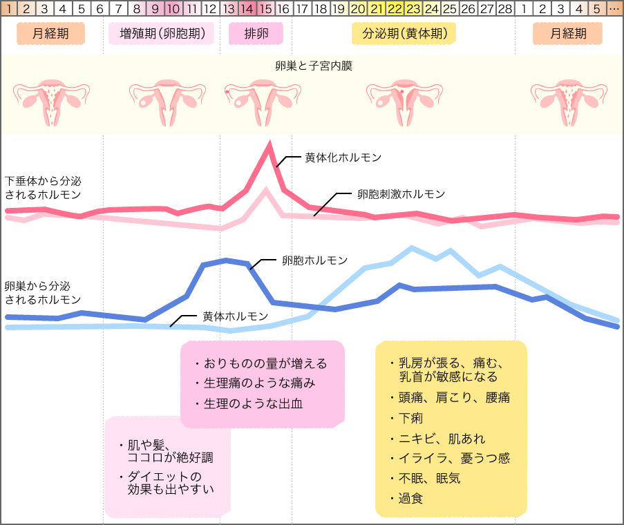 生理　月経　生理痛　月経痛　原因　生理不順　PMS　生理がこない　不正出血　生理周期　月経周期　閉経　初経　更年期　ボディーウェルビーイング　メンタルヘルス ストレス　病気　バイオディコーディング　スピリチュアル　感情　ホリスティック　ホリスティックウェルビーイング　ホリスティックヘルス　ホリスティックセルフケア　ペンデュラム